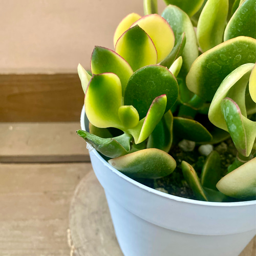 金のなる木 斑入り花月 黄金花月 多肉植物 plant life 通販 17229733