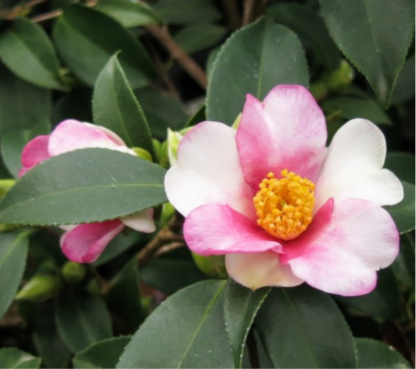 椿【夢 】ピンクとホワイトの花びらが交互に並ぶ面白い椿    「攸県油茶」の流れを汲む夢には 香りがある☆お問い合わせを 1枚目の画像