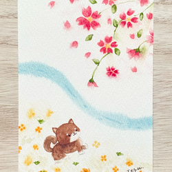 透明水彩画　3枚セット「豆柴の春のお散歩」ポストカード　イラスト　桜　さくら　菜の花　柴犬　犬　花　春　入園入学　 2枚目の画像