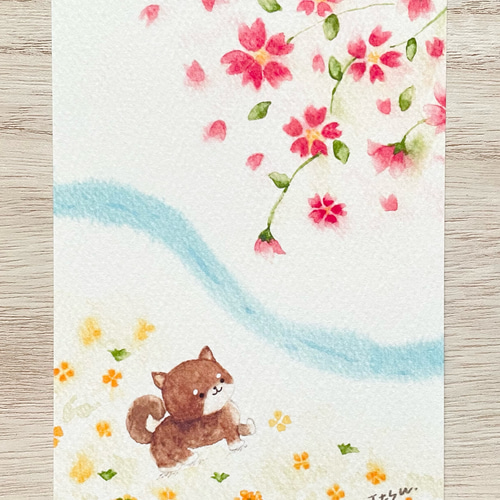 透明水彩画 3枚セット「豆柴の春のお散歩」ポストカード イラスト 桜