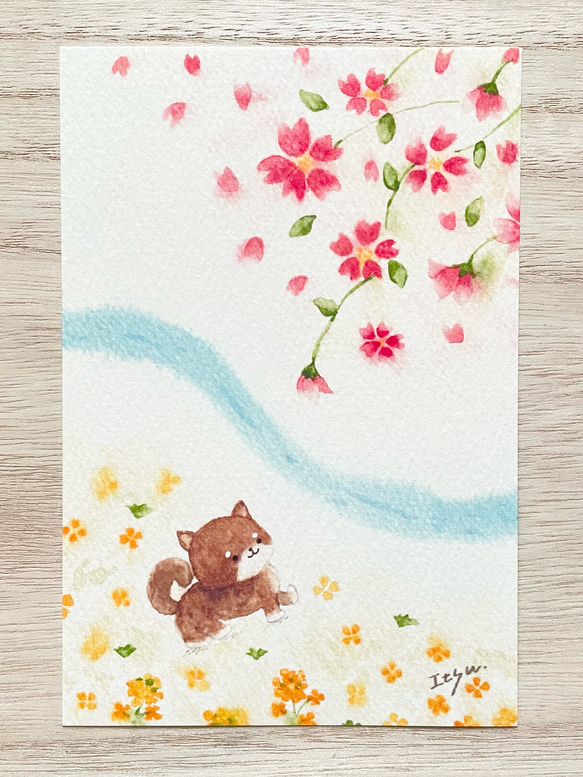 透明水彩画　3枚セット「豆柴の春のお散歩」ポストカード　イラスト　桜　さくら　菜の花　柴犬　犬　花　春　入園入学　 2枚目の画像