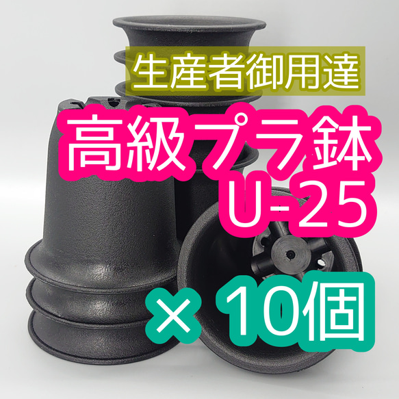 U-25 10個 2.5号 U鉢 多肉植物 サボテン アガベ 多肉植物 多肉 観葉植物 盆栽 苔玉 1枚目の画像