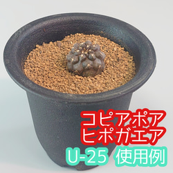 U-25 10個 2.5号 U鉢 多肉植物 サボテン アガベ 多肉植物 多肉 観葉植物 盆栽 苔玉 3枚目の画像