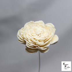 地球農場永生花「太陽玫瑰大白 1 朵」Preza 花材料植物標本室時尚可愛禮物 第4張的照片