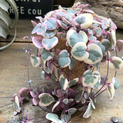 〈人気〉斑入りハートカズラ♡レディーハート②抜き苗 レディーハート♡斑入りハートカズラ♡垂れ下がり♡多肉植物