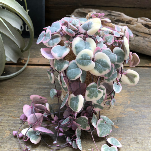 〈人気〉斑入りハートカズラ♡レディーハート②抜き苗 斑入りハートカズラ レディハート 抜き苗 ② - メルカリ