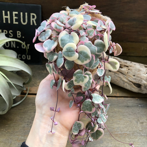 レディーハート♡斑入りハートカズラ♡垂れ下がり♡多肉植物