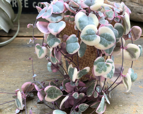 人気〉斑入りハートカズラ♡レディーハート②抜き苗