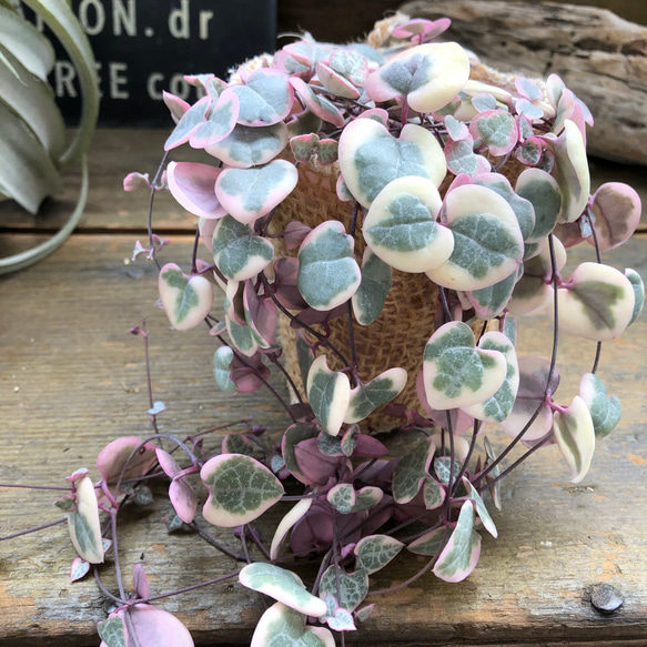 レディーハート♡斑入りハートカズラ♡垂れ下がり♡多肉植物 アート