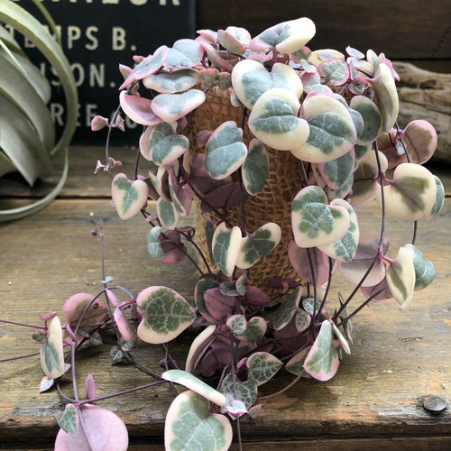 レディーハート♡斑入りハートカズラ♡垂れ下がり♡多肉植物 アート