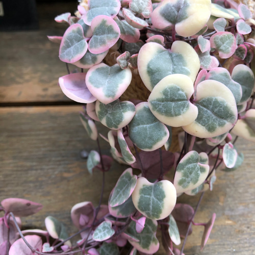 〈人気〉斑入りハートカズラ♡レディーハート②抜き苗 レディーハート♡斑入りハートカズラ♡多肉植物♡垂れ下がり