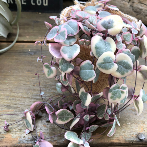 〈人気〉斑入りハートカズラ♡レディーハート②抜き苗 人気〉斑入りハートカズラ♡レディーハート②抜き苗 【公式通販】