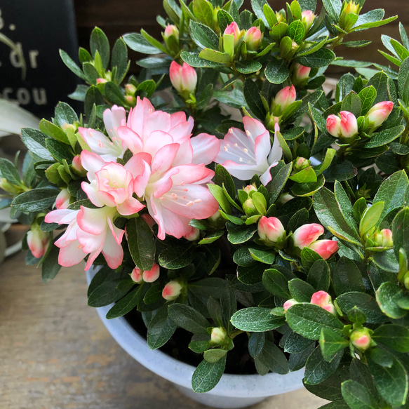 早咲きの小輪形♡レジナ♡ピンクのバイカラー♡観葉植物♡ツツジ♡ガーデニング 7枚目の画像