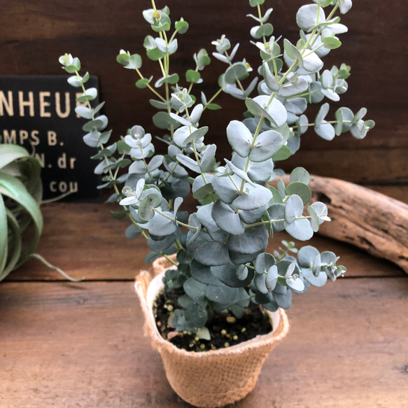 グニー♡3.5号♡ユーカリ♡大人気♡観葉植物 1枚目の画像