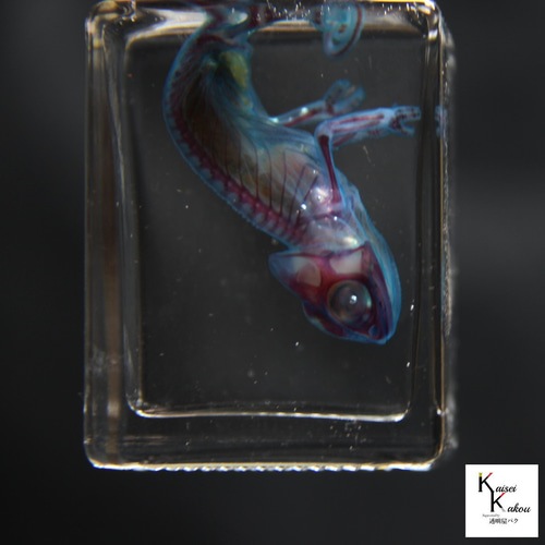 透明標本 エボシカメレオン」skelton スケルトン クリア 透明瓶