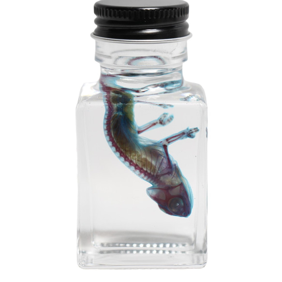 《透明標本蒙面變色龍》骷髏骨架透明透明瓶甘油解剖昆蟲項鍊磁鐵 第2張的照片