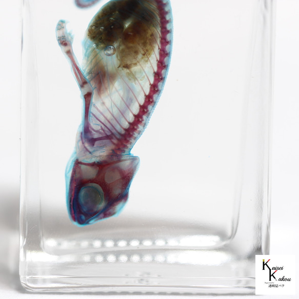 「透明標本 エボシカメレオン」skelton スケルトン　クリア　透明瓶　グリセリン　解剖　昆虫　ネックレス　マグネット 4枚目の画像