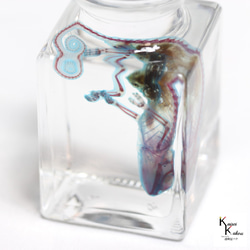 「透明標本 エボシカメレオン」skelton スケルトン　クリア　透明瓶　グリセリン　解剖　昆虫　ネックレス　マグネット 5枚目の画像
