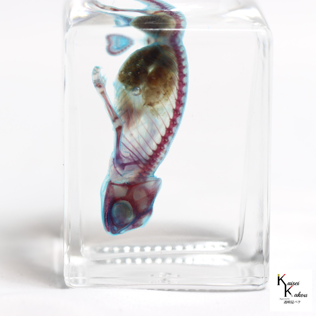 「透明標本 エボシカメレオン」skelton スケルトン　クリア　透明瓶　グリセリン　解剖　昆虫　ネックレス　マグネット