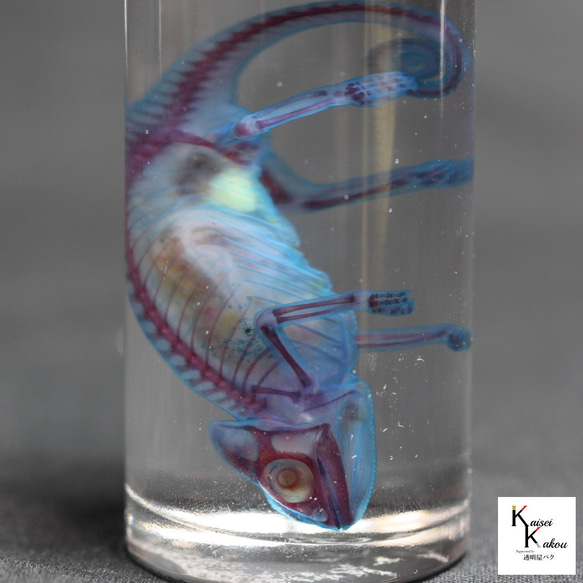 《透明標本蒙面變色龍》骷髏骨架透明透明瓶甘油解剖昆蟲項鍊磁鐵 第6張的照片