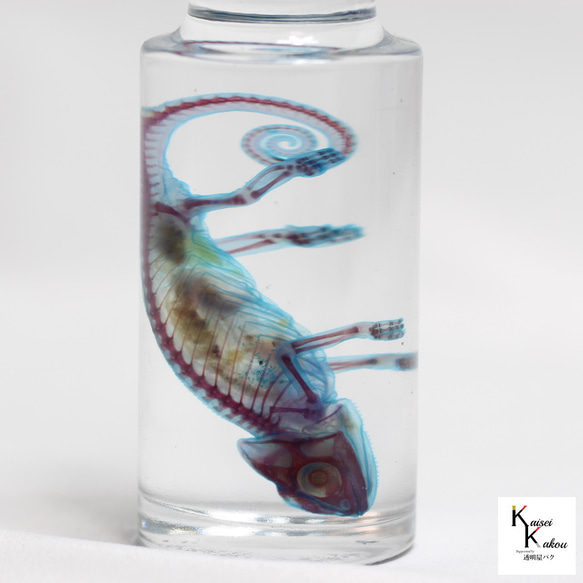 カメレオン アクリル画 Amazon.co.jp: クリスタルアート カメレオンEX アートパネル