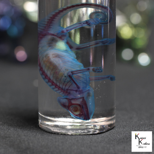 透明標本 エボシカメレオン」skelton スケルトン クリア 透明瓶