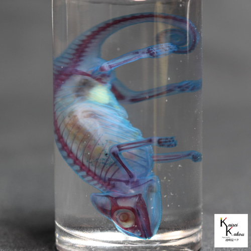 透明標本 エボシカメレオン」skelton スケルトン クリア 透明瓶