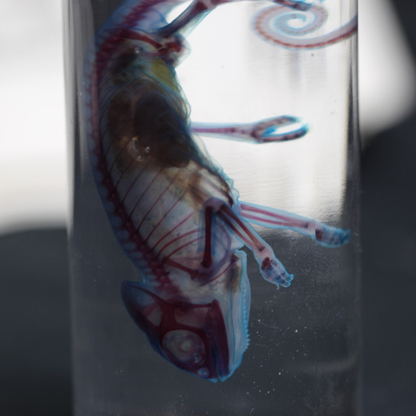 「透明標本 エボシカメレオン」skelton スケルトン　クリア　透明瓶　グリセリン　解剖　昆虫　ネックレス　マグネット 7枚目の画像