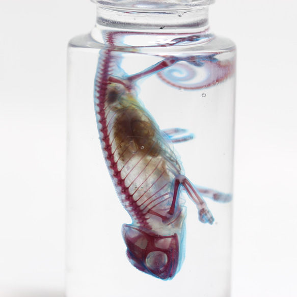「透明標本 エボシカメレオン」skelton スケルトン　クリア　透明瓶　グリセリン　解剖　昆虫　ネックレス　マグネット 1枚目の画像