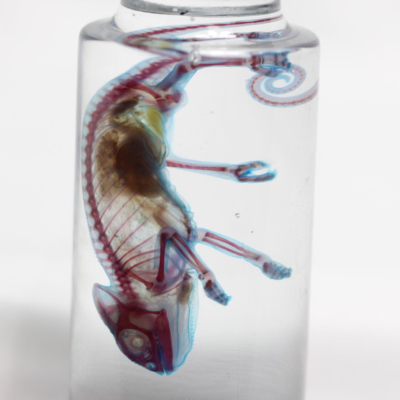 「透明標本 エボシカメレオン」skelton スケルトン　クリア　透明瓶　グリセリン　解剖　昆虫　ネックレス　マグネット 4枚目の画像