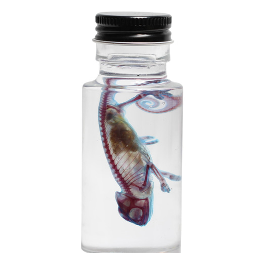 透明標本 エボシカメレオン」skelton スケルトン クリア 透明瓶