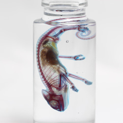 「透明標本 エボシカメレオン」skelton スケルトン　クリア　透明瓶　グリセリン　解剖　昆虫　ネックレス　マグネット 5枚目の画像