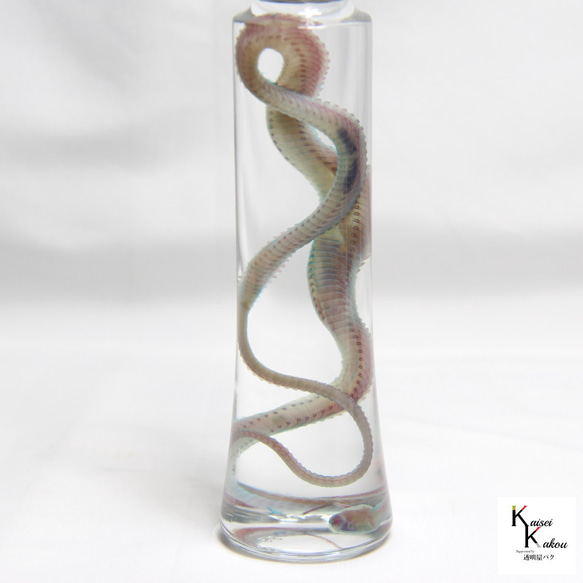 《透明標本龍蛇》骷髏骨架透明透明瓶甘油解剖昆蟲項鍊磁鐵 第5張的照片