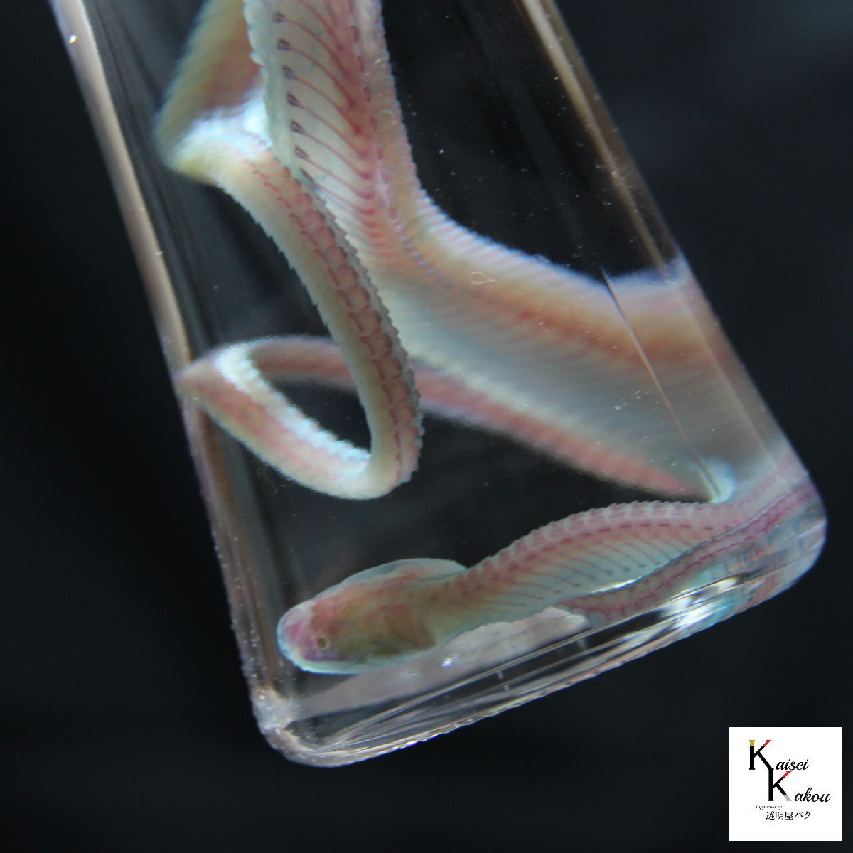 「透明標本 ドラゴンスネーク」skelton スケルトン　クリア　透明瓶　グリセリン　解剖　昆虫　ネックレス　マグネット