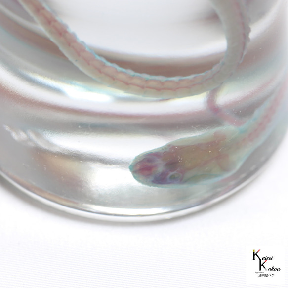 《透明標本龍蛇》骷髏骨架透明透明瓶甘油解剖昆蟲項鍊磁鐵 第6張的照片