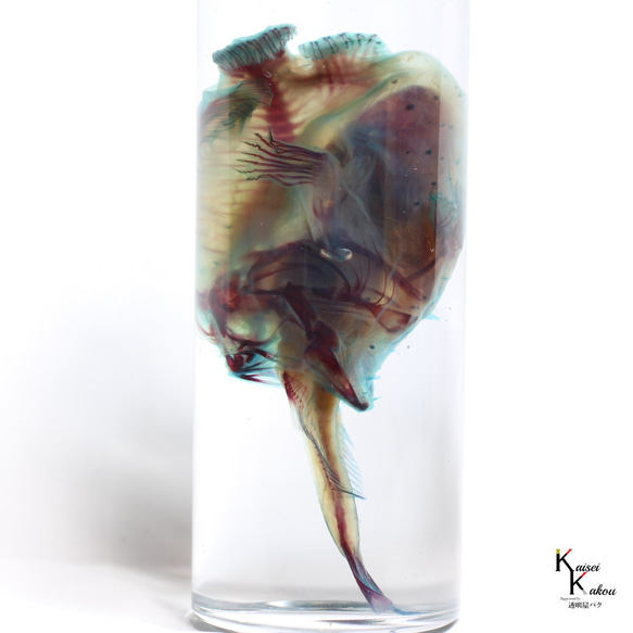 「透明標本 捕食中のハナオコゼ」skelton スケルトン　クリア　透明瓶　グリセリン　解剖　昆虫　ネックレス　マグネッ 1枚目の画像