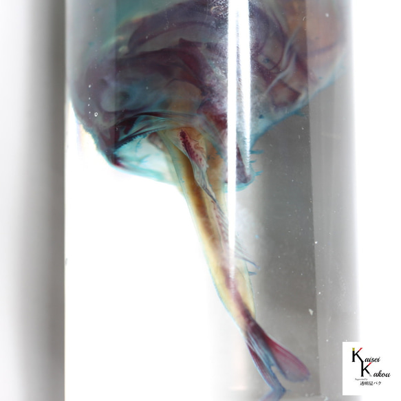「透明標本 捕食中のハナオコゼ」skelton スケルトン　クリア　透明瓶　グリセリン　解剖　昆虫　ネックレス　マグネッ 7枚目の画像