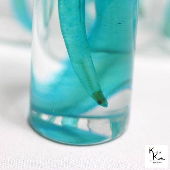 「透明標本 レプトセファルス」skelton スケルトン　クリア　透明瓶　グリセリン　解剖　昆虫　ネックレス　マグネット 6枚目の画像
