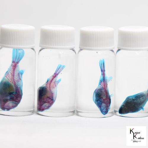 透明標本 クサフグ」skelton スケルトン クリア 透明瓶 グリセリン