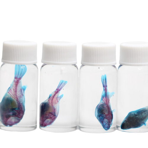 透明標本 クサフグ」skelton スケルトン クリア 透明瓶 グリセリン