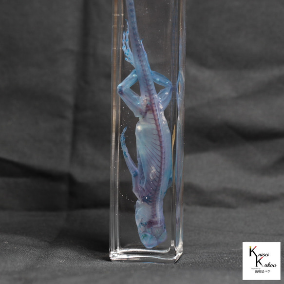 【透明標本綠鬣蜥】骷髏骨架透明透明瓶甘油解剖昆蟲項鍊磁鐵 第8張的照片
