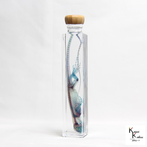 透明標本 グリーンイグアナ」skelton スケルトン クリア 透明瓶