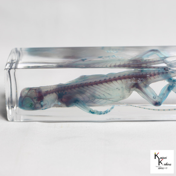 【透明標本綠鬣蜥】骷髏骨架透明透明瓶甘油解剖昆蟲項鍊磁鐵 第7張的照片