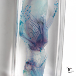 【透明標本綠鬣蜥】骷髏骨架透明透明瓶甘油解剖昆蟲項鍊磁鐵 第5張的照片