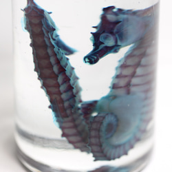 【透明標本黑馬男女一對】海馬骨架骨架透明透明瓶甘油解剖 第6張的照片