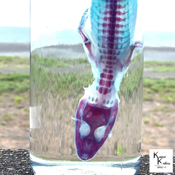 《透明標本眼鏡凱門鱷》骷髏骨架透明透明瓶甘油解剖昆蟲項鍊磁鐵 第4張的照片