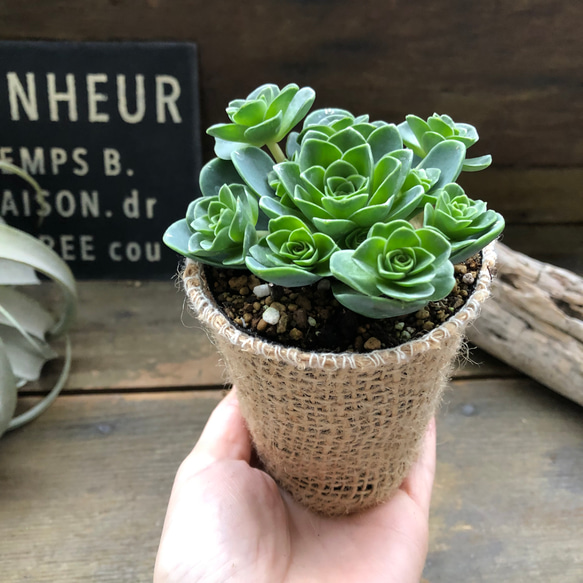 グリーノビア・ドドランタリス♡希少♡多肉植物♡ 3枚目の画像