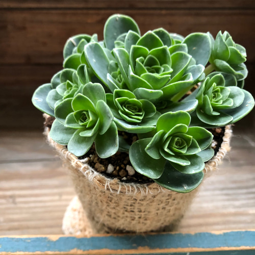 グリーノビア・ドドランタリス♡希少♡多肉植物♡ アートフラワー パリ
