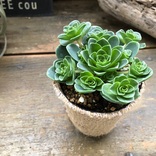 グリーノビア・ドドランタリス♡希少♡多肉植物♡ アートフラワー パリ