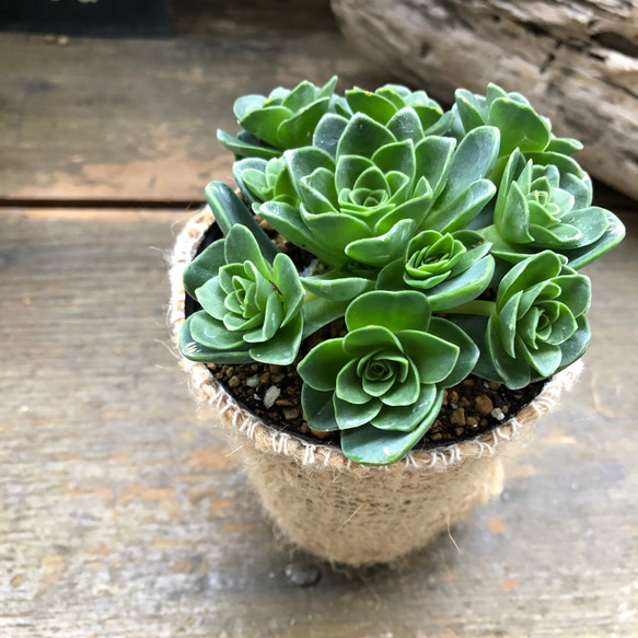 グリーノビア・ドドランタリス♡希少♡多肉植物♡ 11枚目の画像